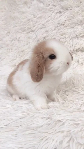 Эмодзи 🐰RABBITS🐰