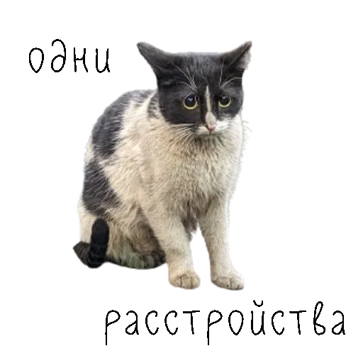 Эмодзи коты ишачат на заводе