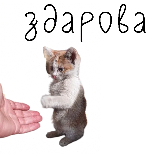 Эмодзи коты ишачат на заводе
