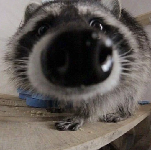 Эмодзи Raccoons