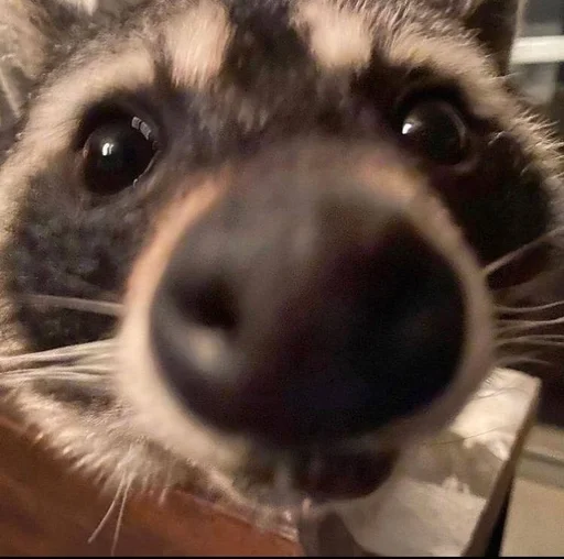 Эмодзи Raccoons