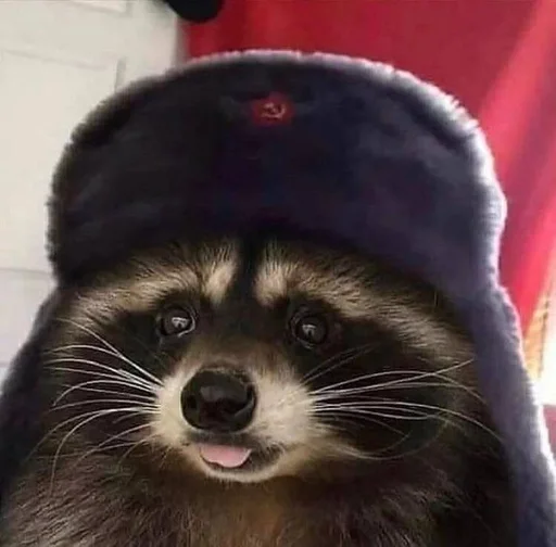 Эмодзи Raccoons