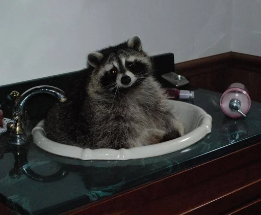 Эмодзи Raccoons