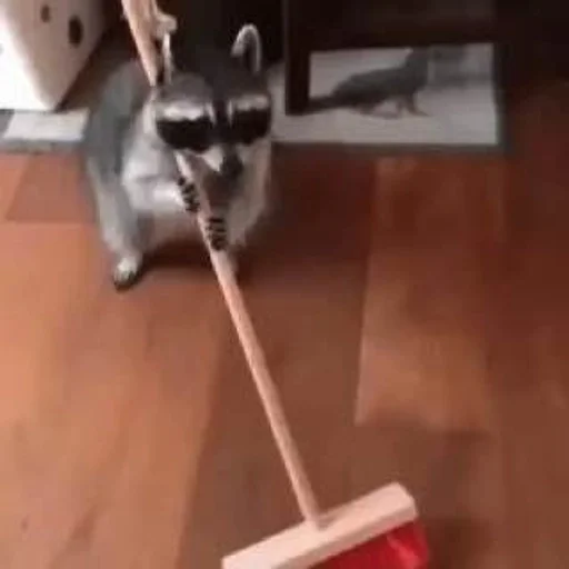 Эмодзи Raccoons