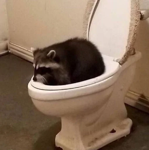 Эмодзи Raccoons