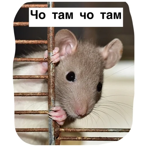 Эмодзи Крысиноэ