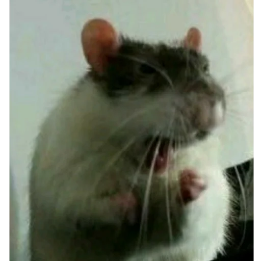 Эмодзи щури