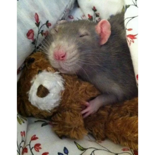 Эмодзи щури