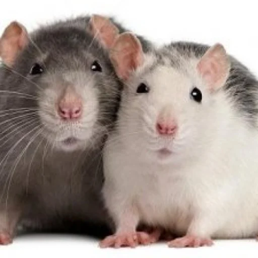 Эмодзи щури