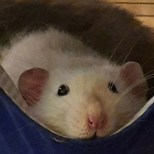 Эмодзи щури