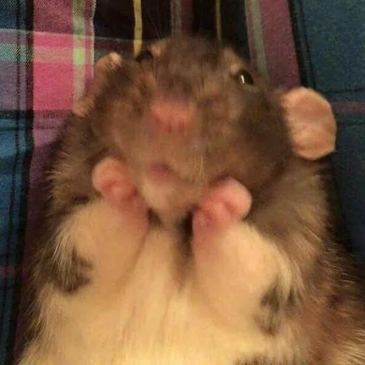 Эмодзи щури