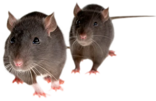 Эмодзи 🐀🐸 крыски, жабки