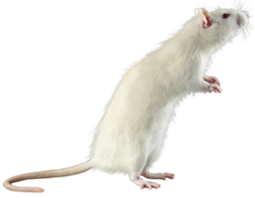 Эмодзи 🐀🐸 крыски, жабки