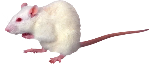 Эмодзи 🐀🐸 крыски, жабки