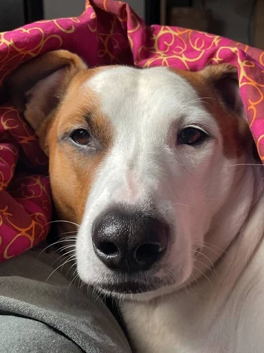 Эмодзи ричик