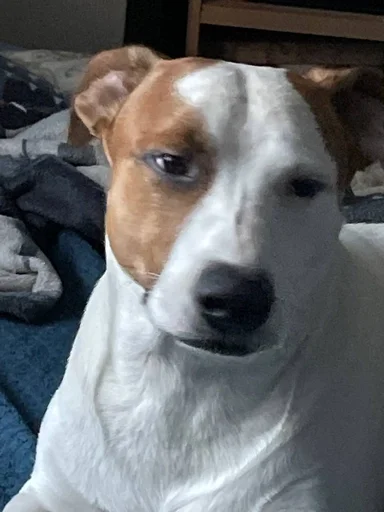 Эмодзи ричик