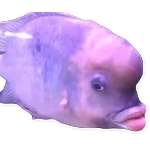 Эмодзи Рыбы