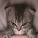 ?