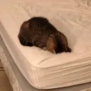 Эмодзи lovely♡