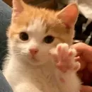 Эмодзи lovely♡