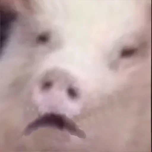 Эмодзи угарні свині