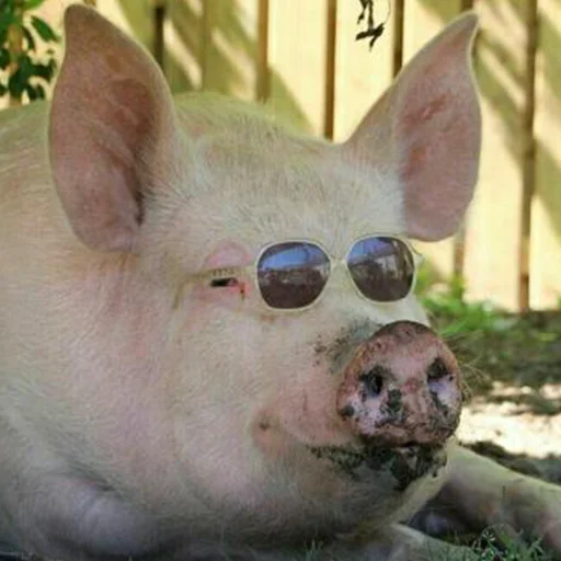 Эмодзи угарні свині