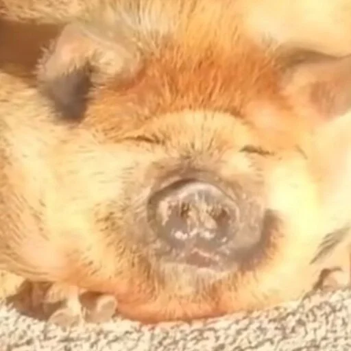 Эмодзи угарні свині