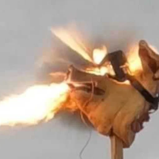 Эмодзи угарні свині