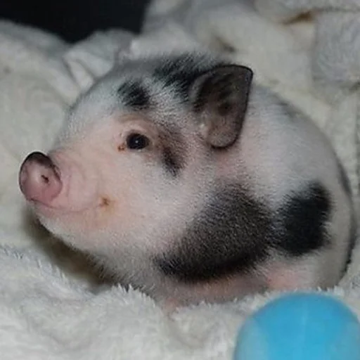 Эмодзи угарні свині