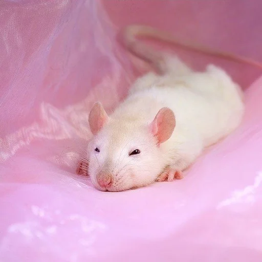 Эмодзи ˗ˋˏ ʀᴀᴛs ˎˊ-