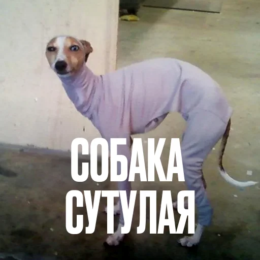 🐕