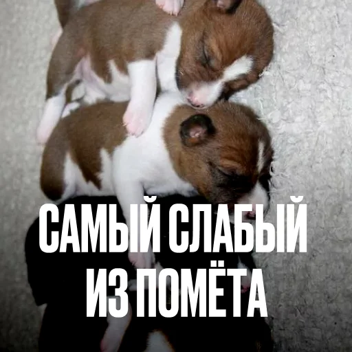 Эмодзи Креативно ругаем студентов