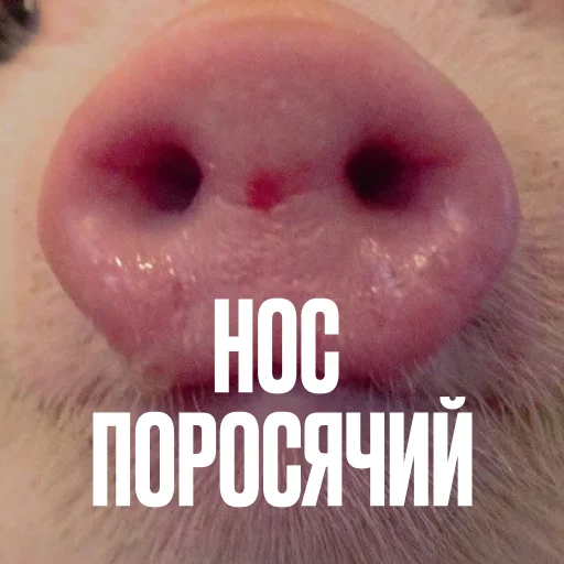 Эмодзи Креативно ругаем студентов