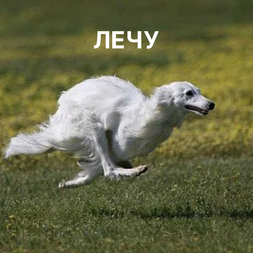 Эмодзи носатый пак