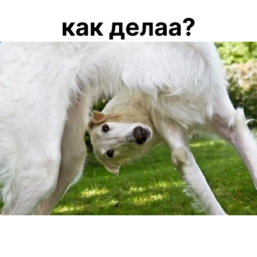 Эмодзи носатый пак