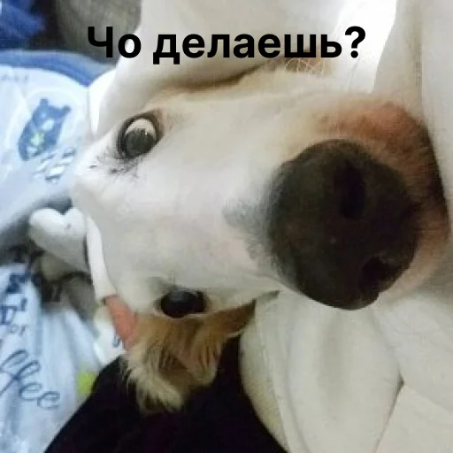 Эмодзи носатый пак