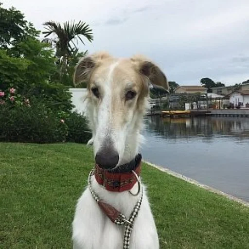 Эмодзи носатый пак