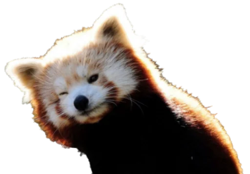 Эмодзи Sashimi