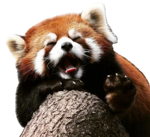 Эмодзи Sashimi