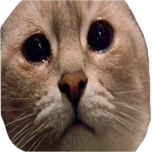 Эмодзи Грустные коты