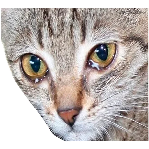 Эмодзи Грустные коты