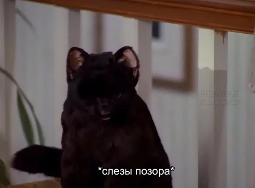 Эмодзи SALEM MEOW