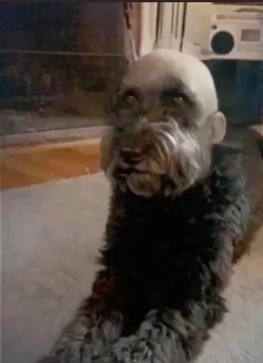 Эмодзи salevers