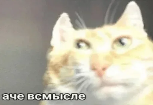 Эмодзи конференция оон в накарагуа