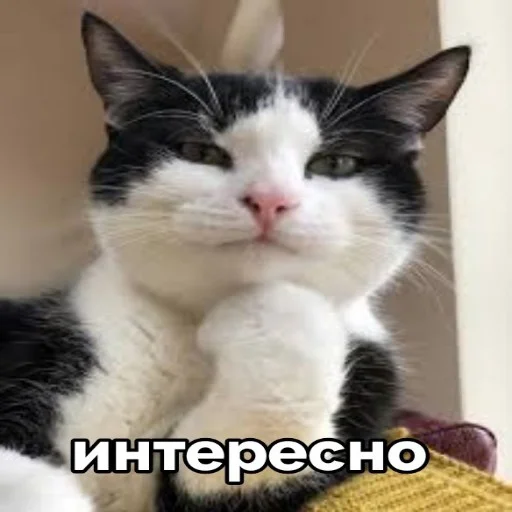 Эмодзи seals 2