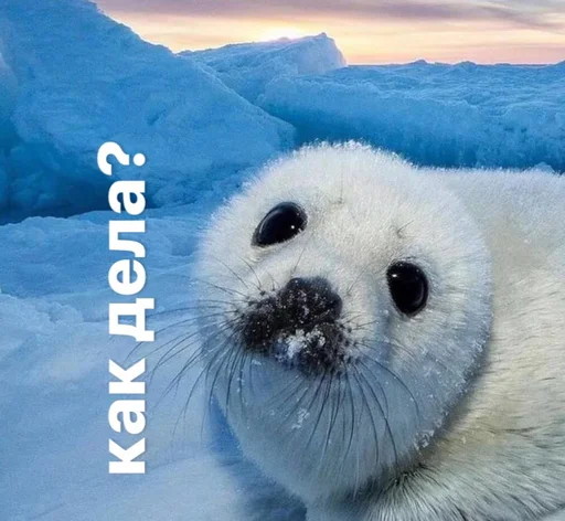 Эмодзи seals4life