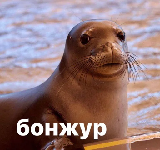 Эмодзи seals4life