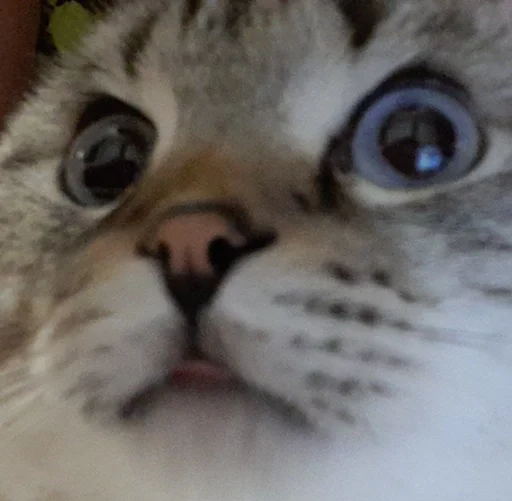 Эмодзи Сэмик кот