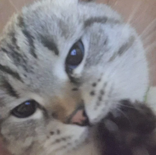 Эмодзи Сэмик кот