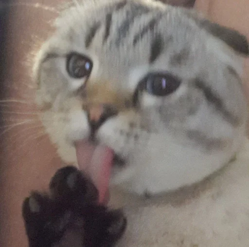 Эмодзи Сэмик кот